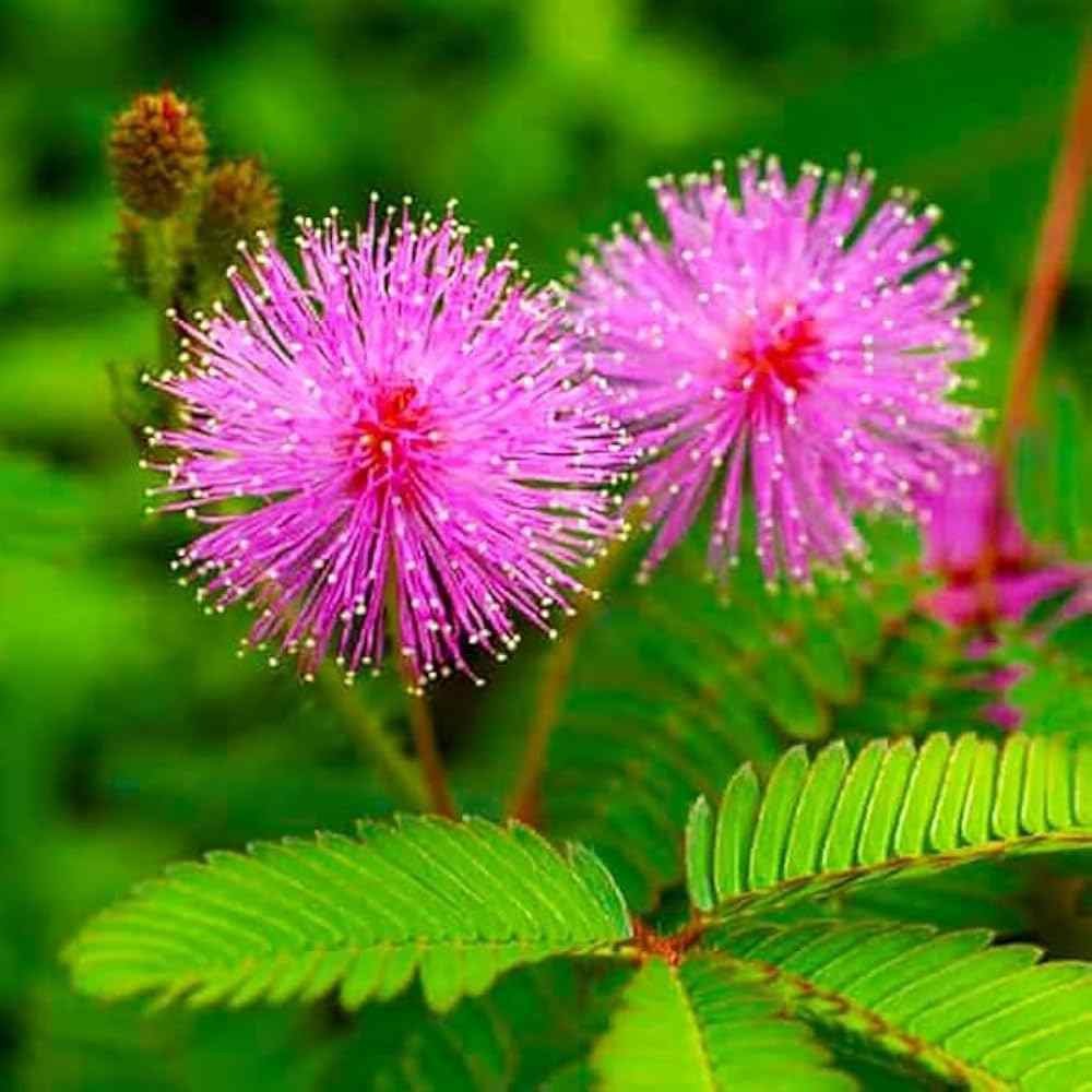 Touch Me Not Plant